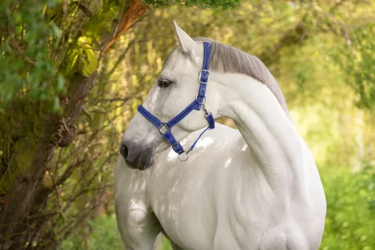Cabezada Caballo Mustang Regulable Azul/Negro Talla Full — foto 4