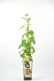 Planta Kiwiño Rojo Kens Red