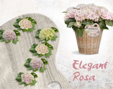 Planta Hortensia Rembrandt 5 Litros — foto 5