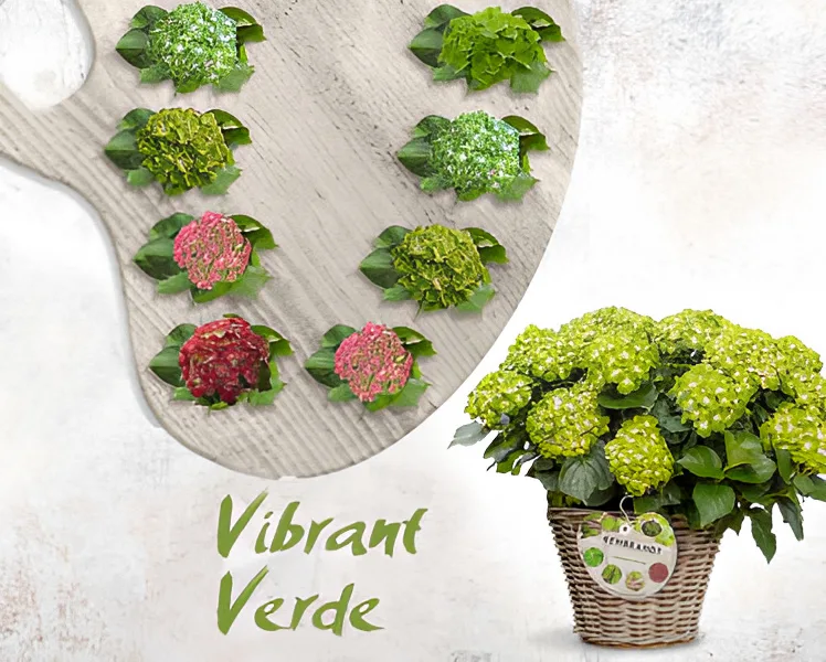 Planta Hortensia Rembrandt 5 Litros — foto 3