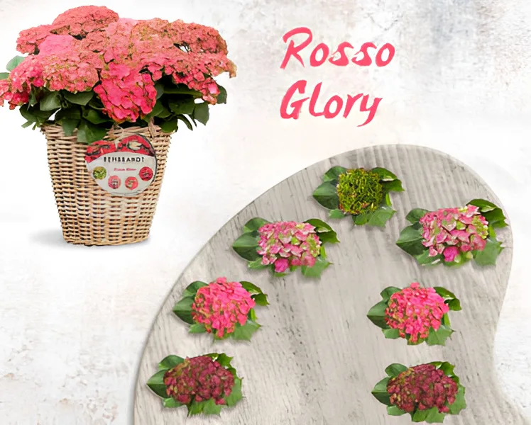 Planta Hortensia Rembrandt 5 Litros — foto 4