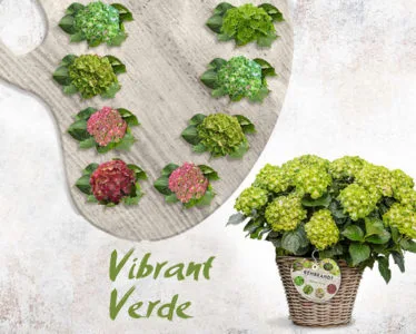 Planta Hortensia Rembrandt 5 Litros — foto 6