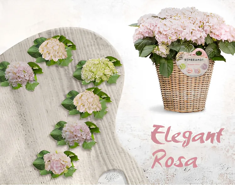 Planta Hortensia Rembrandt 5 Litros — foto 2