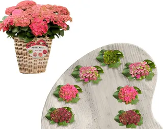 Planta Hortensia Rembrandt 5 Litros