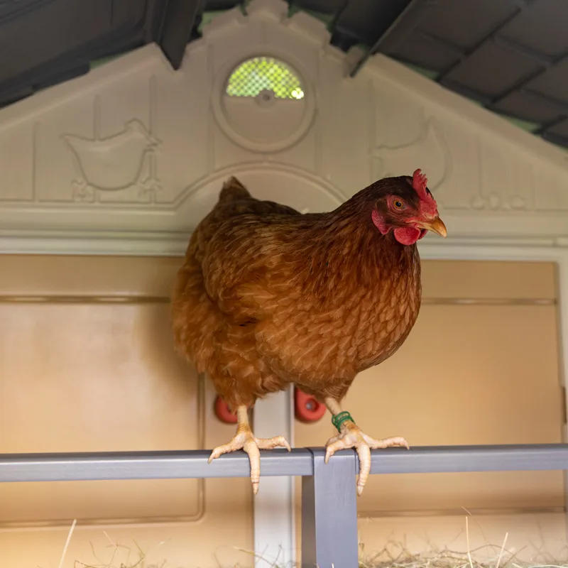Mi Primer Gallinero — foto 4