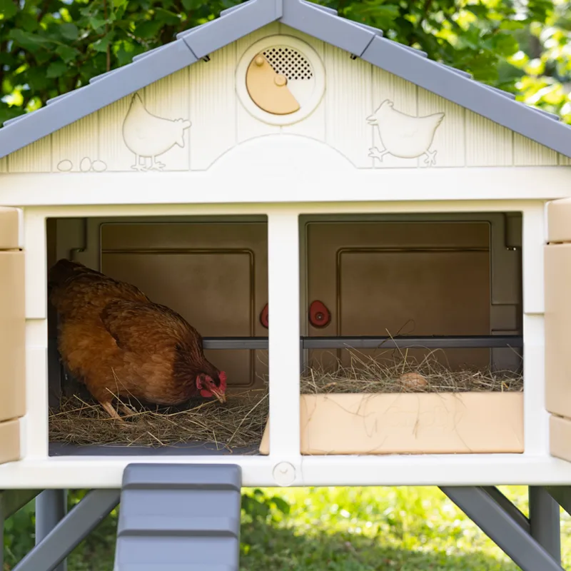 Mi Primer Gallinero — foto 14