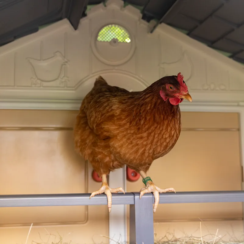 Mi Primer Gallinero — foto 13