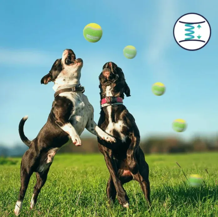 Juguete Pelota Tenis Elastica para Gatos — foto 6