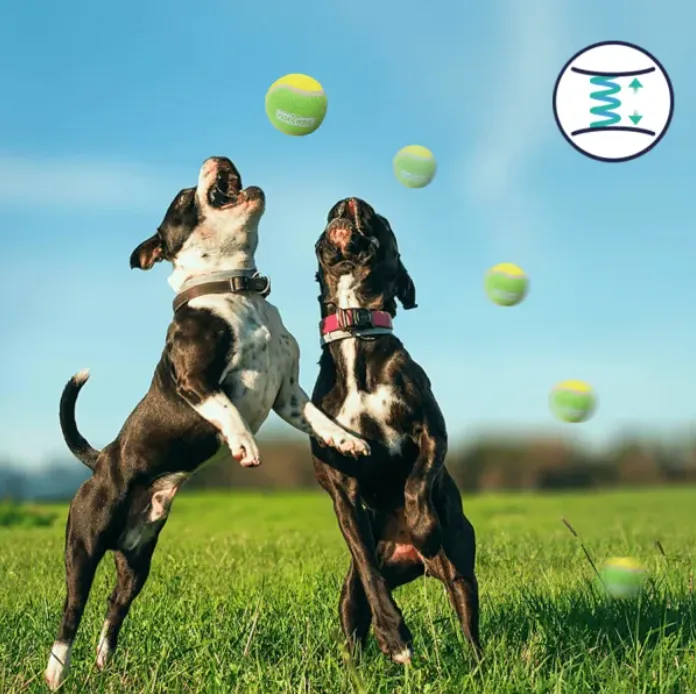 Juguete Pelota Tenis Elastica para Gatos — foto 10