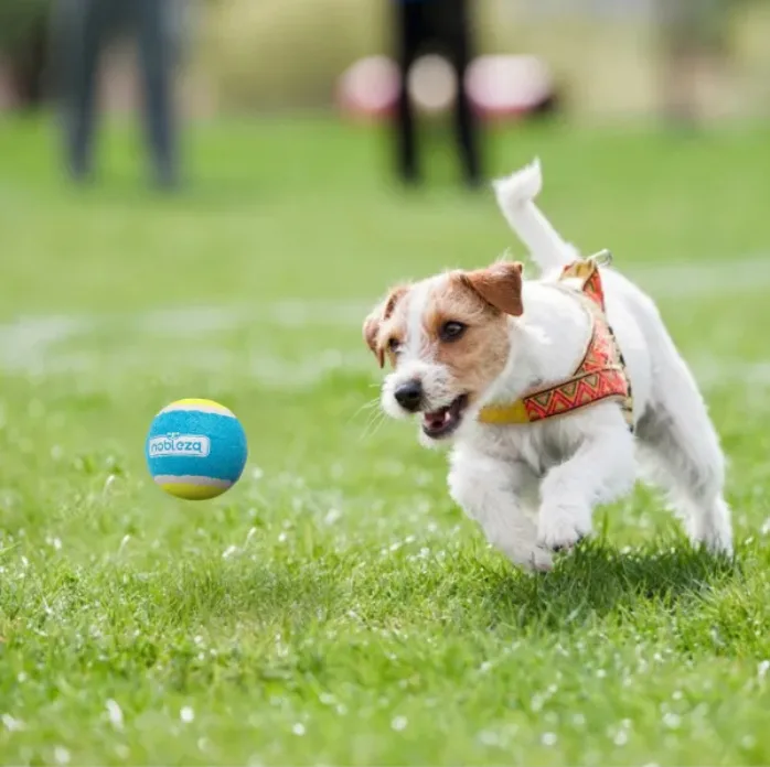 Juguete Pelota Tenis Elastica para Gatos — foto 8
