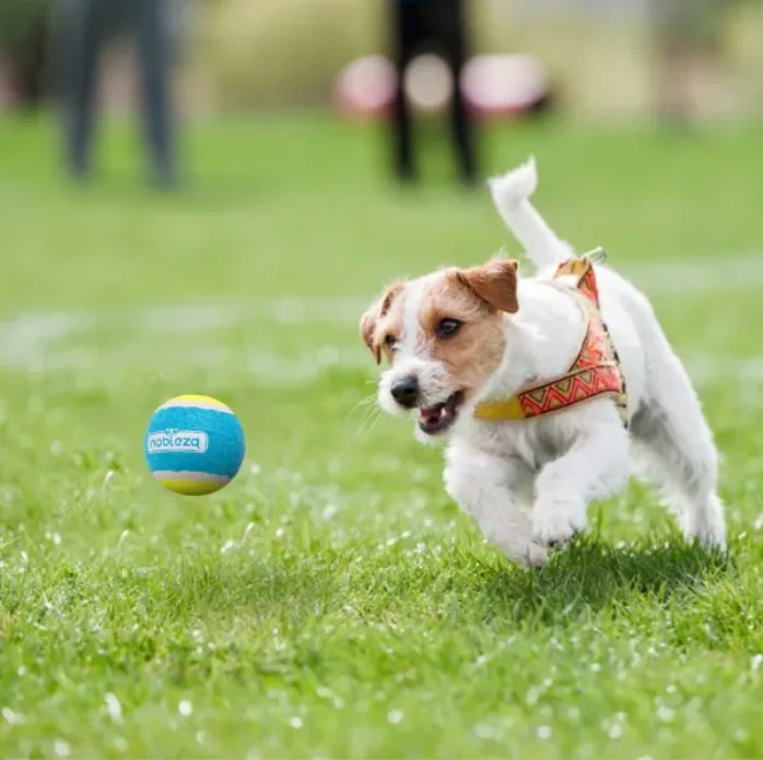Juguete Pelota Tenis Elastica para Gatos — foto 12