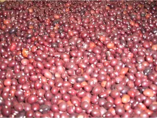 Faba Rosa 1Kg