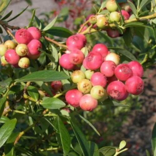 Planta Arandano Rosa Maceta 4 Litros — foto 2
