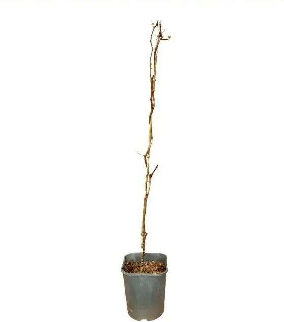 Planta Kiwiño Autofertil Vitikiwi 2L Mini