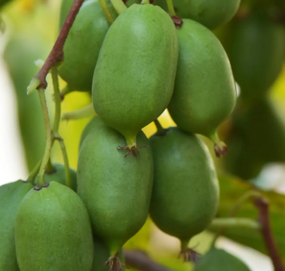 Planta Kiwiño Autofertil Issai 2L — foto 2