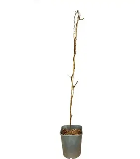 Planta Kiwiño Autofertil Issai 2L