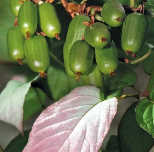 Planta Kiwiño Autofertil Belleza del Artico 2L — foto 4
