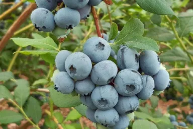 Planta Arandano Bluecrop Maceta 4 Litros — foto 2