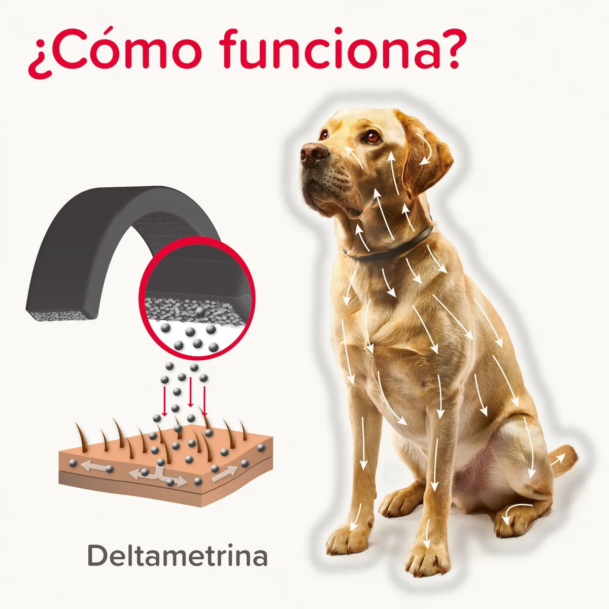 Beaphar Canishield Collar Antiparasitario Perro Pequeño y Mediano - 48 cm — foto 2