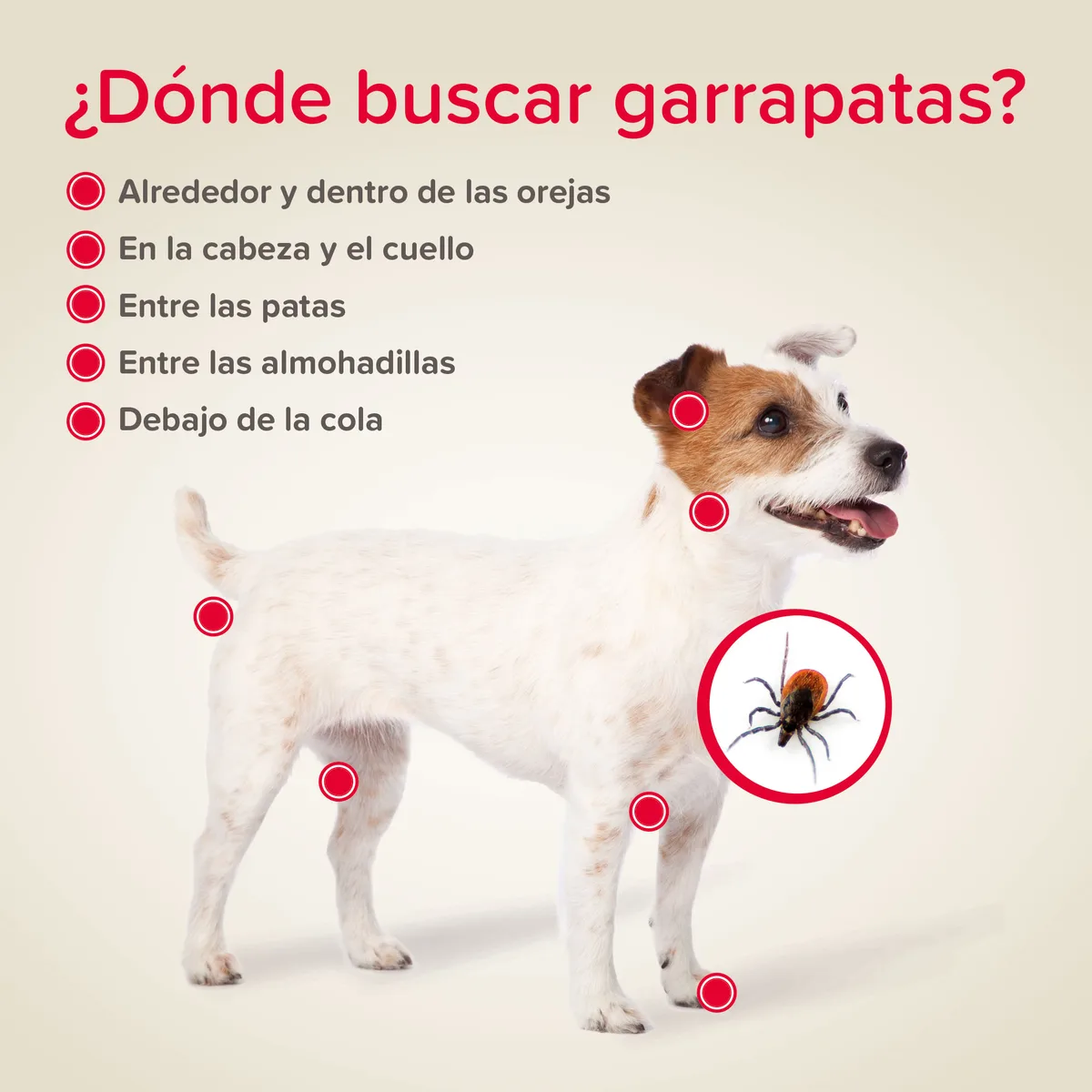 Pack 2 Unidades Canishield Collar Antiparasitario Perro Grande - 65cm — foto 4