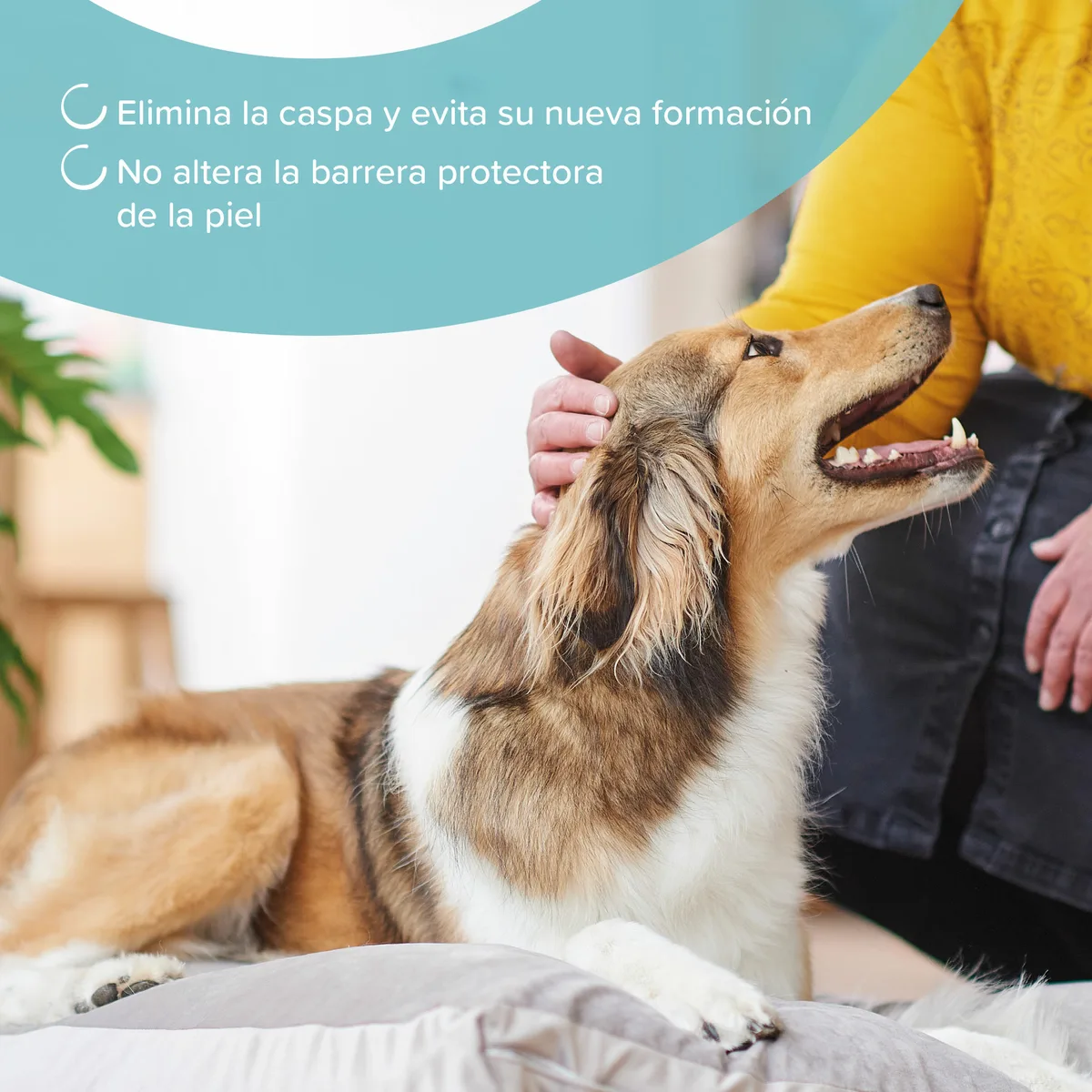 Champu Anticaspa Perros y Gatos Beaphar 250 ml — foto 3
