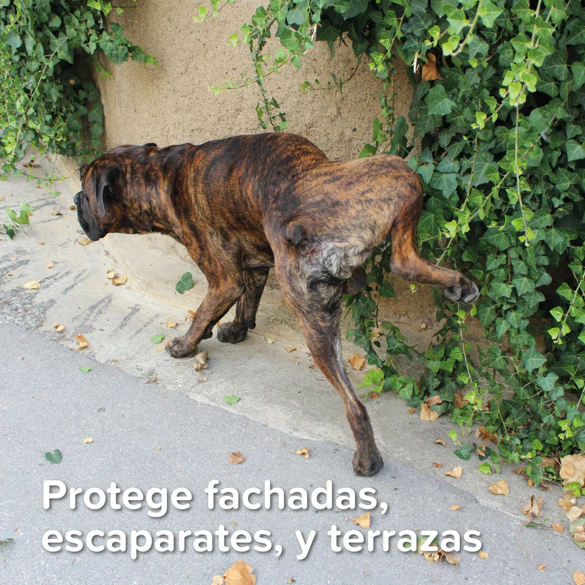 Beaphar Spray Educador Exterior 400ml — foto 4