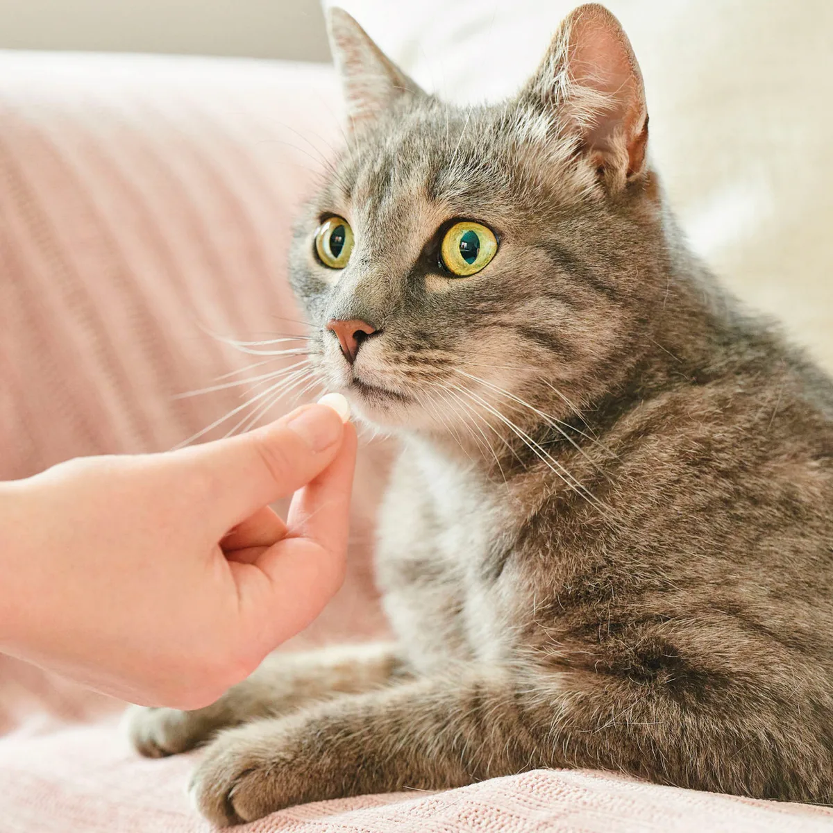 Beaphar VERMIpure 50 Comprimidos Gatos y Gatitos — foto 3