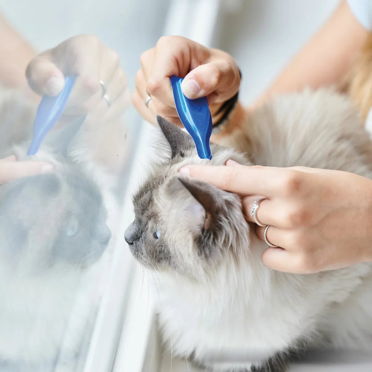 Beaphar Calming Spot On Pipetas Calmantes Gatos 3x0,4ml — foto 4