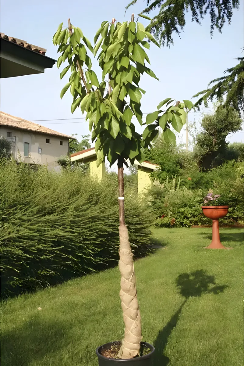 Manta de Yute para Plantas 1x5m — foto 3