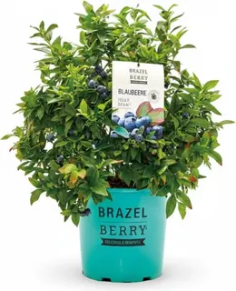 Planta Arandano Brazelberry Jelly Bean Maceta 3 Litros