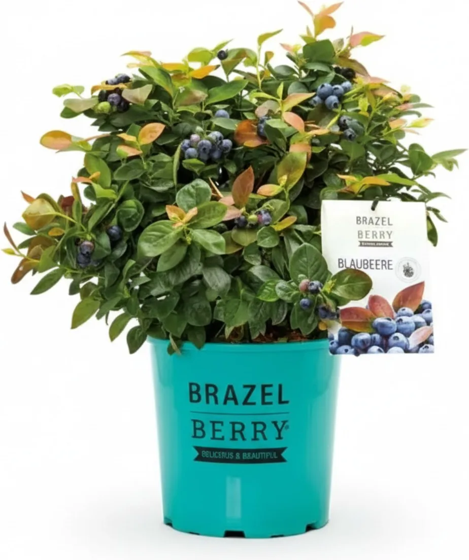 Planta Arandano Brazelberry Peach Sorbet Maceta 3 Litros