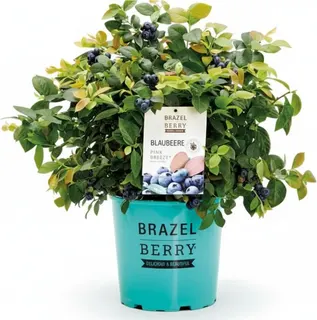 Planta Arandano Brazelberry Pink Breeze Maceta 3 Litros