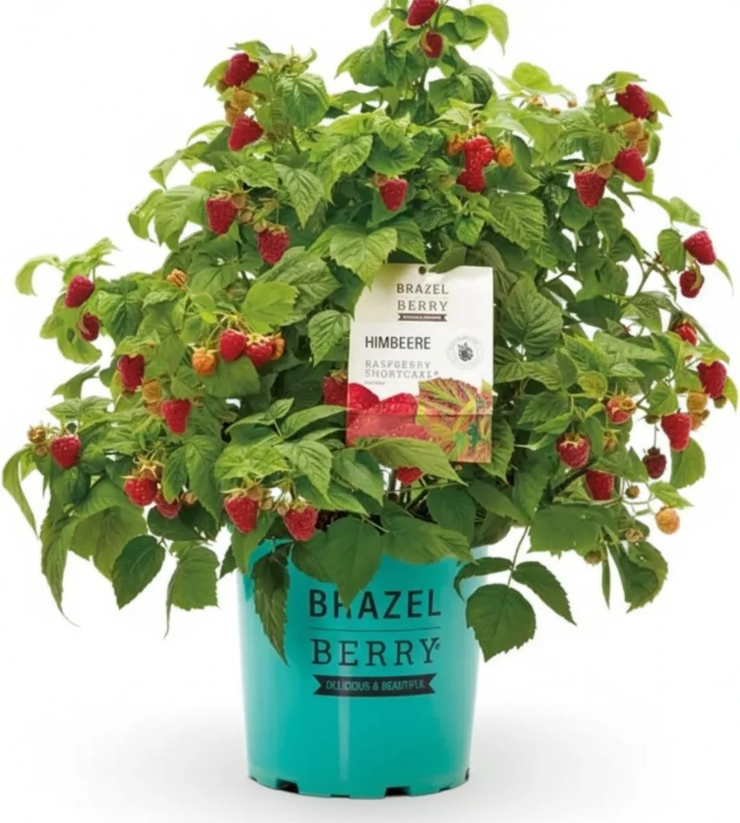Planta Frambuesa Brazelberry Shortcake Maceta 3 Litros
