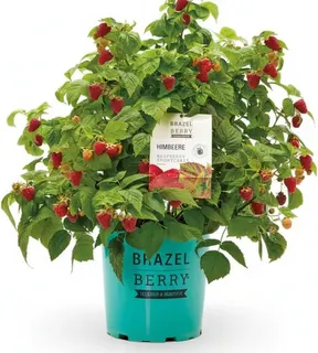 Planta Frambuesa Brazelberry Shortcake Maceta 3 Litros