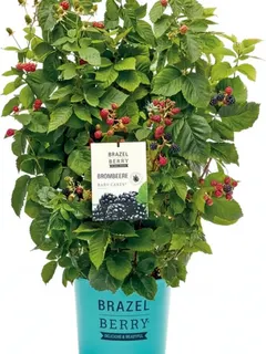 Planta Zarzamora Brazelberry Baby Cakes Maceta 3 Litros