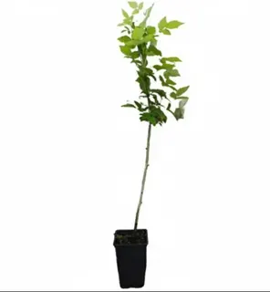 Planta Frambuesa Negra Maceta 1 Litro