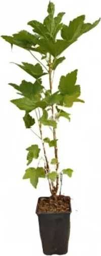 Planta Grosella Negra Dulce Maceta 1 Litro — foto principal