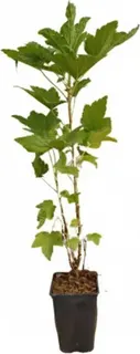 Planta Grosella Negra Dulce Maceta 1 Litro