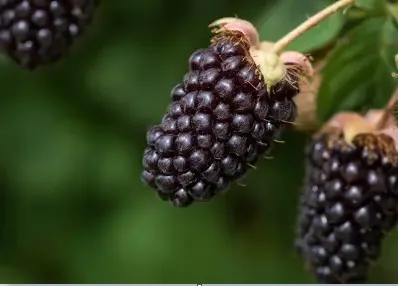 Planta Zarzamora Frambuesa Boysenberry Maceta 1 Litro — foto 2