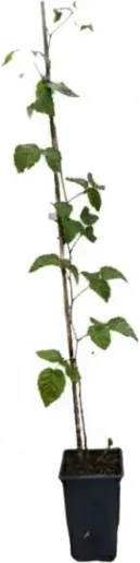 Planta Zarzamora Frambuesa Boysenberry Maceta 1 Litro