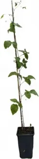 Planta Zarzamora Frambuesa Boysenberry Maceta 1 Litro