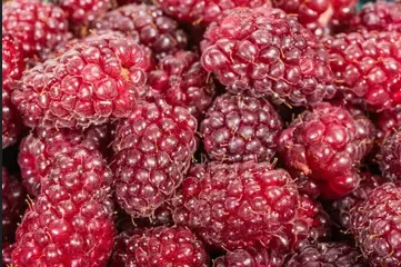 Planta Zarzamora Frambuesa Tayberry Maceta 1 Litro — foto 2