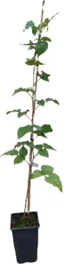 Planta Zarzamora Frambuesa Tayberry Maceta 1 Litro