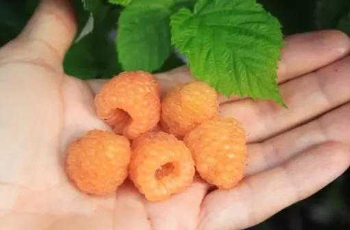 Planta Frambuesa Naranja Enana Maceta 1 Litro — foto 2