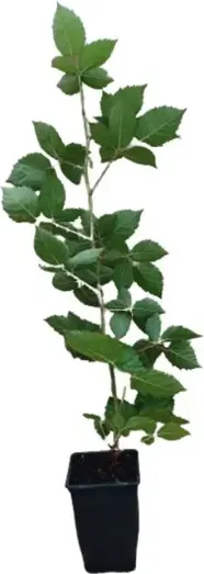 Planta Zarzamora Doble Cosecha Maceta 1 Litro