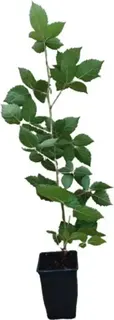 Planta Zarzamora Doble Cosecha Maceta 1 Litro