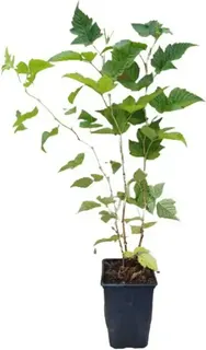 Planta Frambuesa Amarilla Maceta 1 Litro
