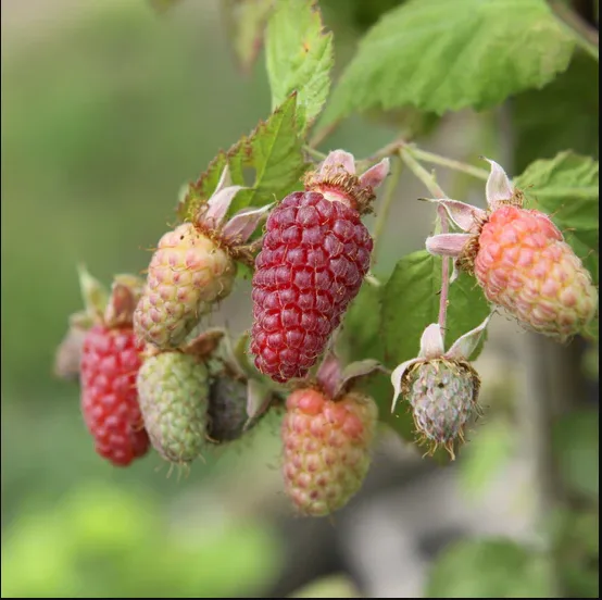 Planta Zarzamora Frambuesa Loganberry Maceta 1 Litro — foto 2