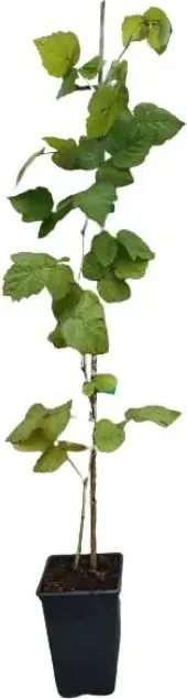 Planta Zarzamora Frambuesa Loganberry Maceta 1 Litro — foto principal