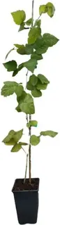 Planta Zarzamora Frambuesa Loganberry Maceta 1 Litro